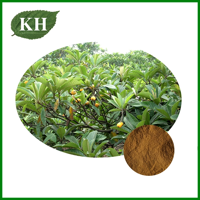 Loquat Leaf Extract